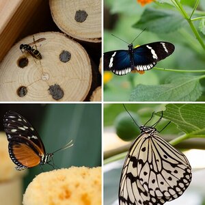 Insekten