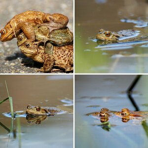 Frösche und Reptilien