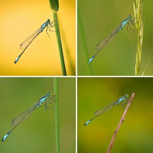 Makro Fotos