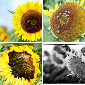 Sonnenblumen