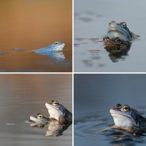Moorfroschalarm