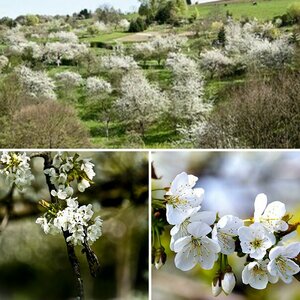Kirschblüte