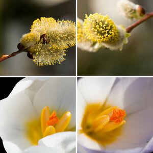 Frühjahresblüher Macros