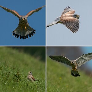 Turmfalke