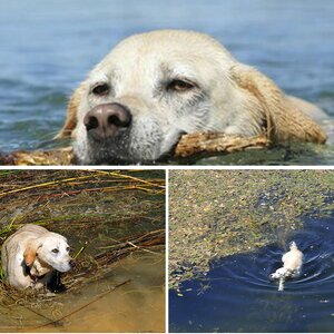 Wasser+Hund