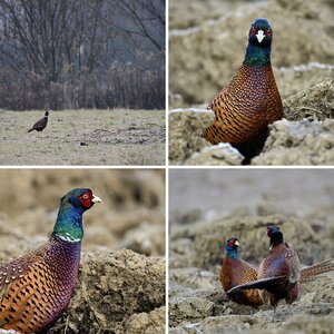 Wildkaninchen und Fasan...