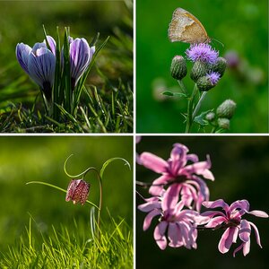 Blüten