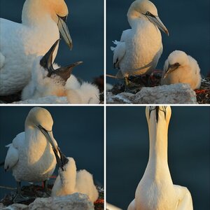 Helgoland Juni/Juli 2012 Teil 2