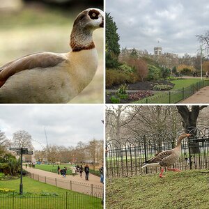 London