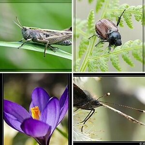 Haegars Bilder