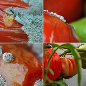 obst und gemüse