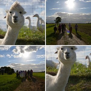 Lama Spaziergang