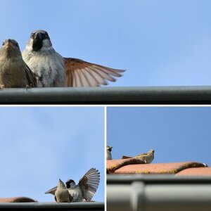 Vögel und Insekten