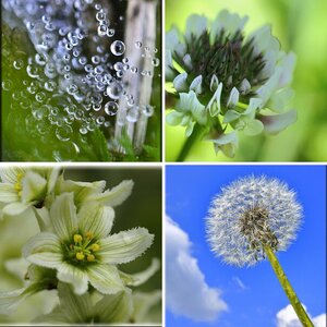 Flora
