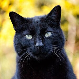 Katzen