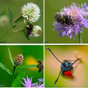 Insekten