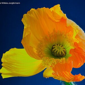Blumen & Co.