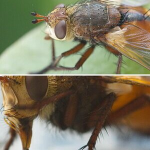 Insekten
