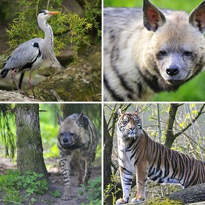 Augsburger Zoo