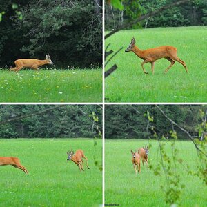 Wildlife