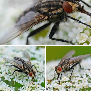 Fliege