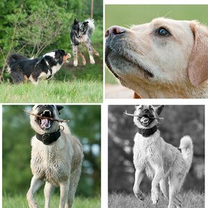 und nochmal Hunde