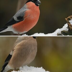 Winter 2011/12