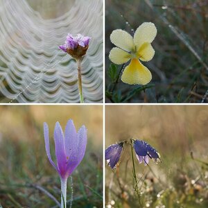 Blumen