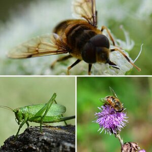 Insektenmakros