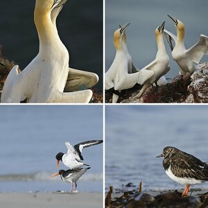 Helgoland