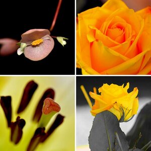 Makro  Blumen