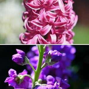 Blumen