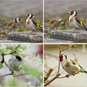 Buchfink Goldammer  Gelbspötter Stieglitz Spatz Mönchsgrasmücke2014-2015
