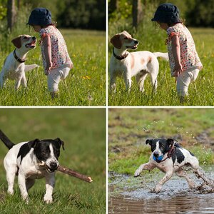 Hunde2