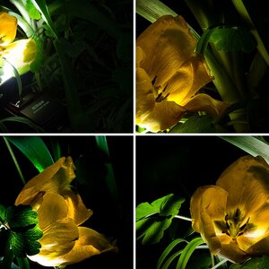 Blumen
