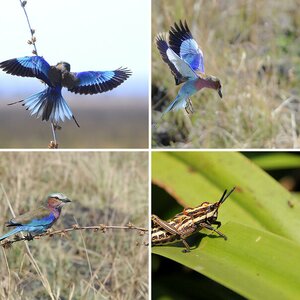 Wildlife Tanzania