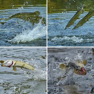 Fische