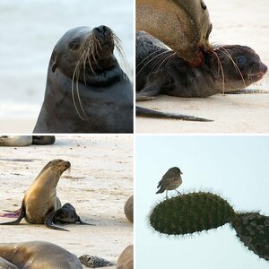 Galapagos Teil 1
