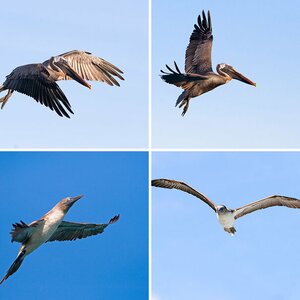 Galapagos Teil 2