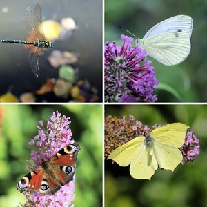 Makro Insekten 2