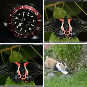 Lauserts Bilder 9
