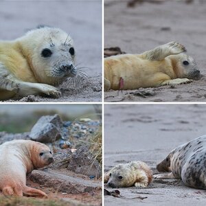 Helgoland_Kegelrobben