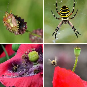 INSEKTEN