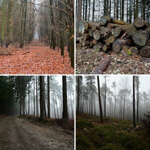 Wald