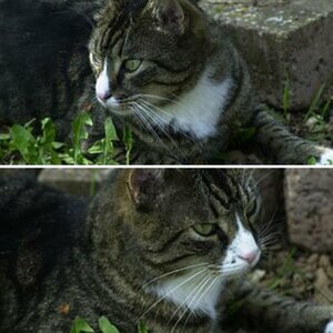 Tiere