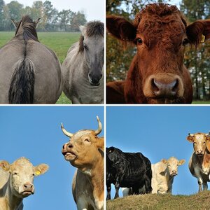 Tiere