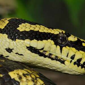 Morelia spilota cheynei