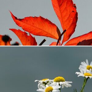 Natur