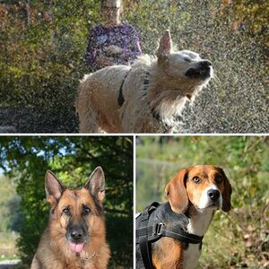 Hunde
