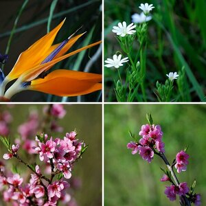 Blumen